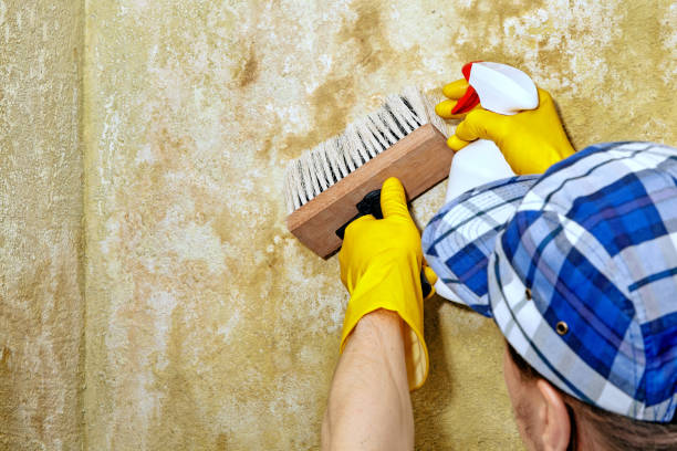 Mold Remediation for Vacation Homes in Clifton Heights, PA