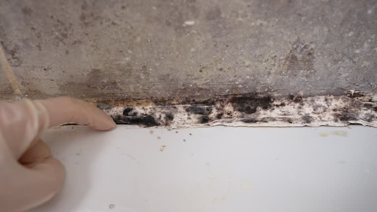 Best Residential Mold Inspection & Testing  in Clifton Heights, PA